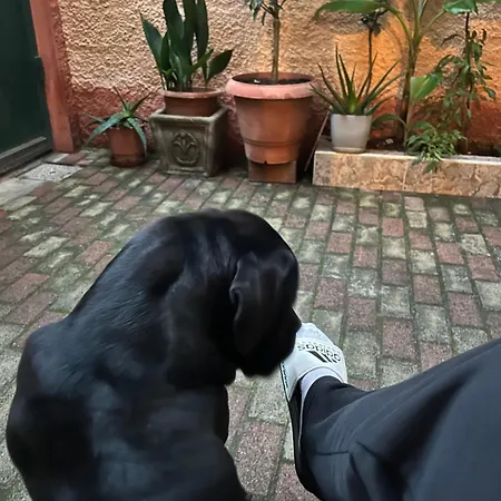 Innerbloom * 地拉那