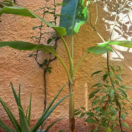 Innerbloom Apartamento *