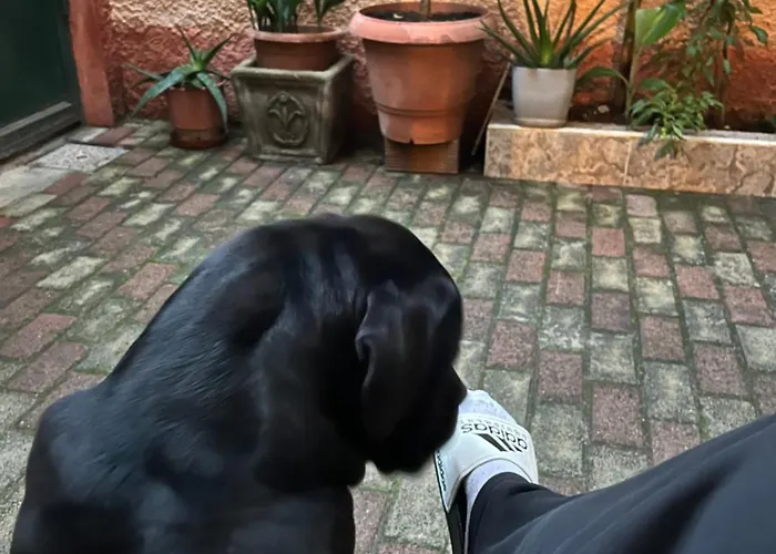 Innerbloom * 地拉那