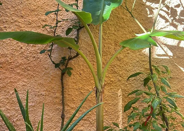 Innerbloom Apartment *